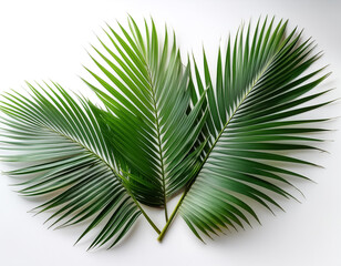 Obraz premium coconut tree leaves isolated on white background