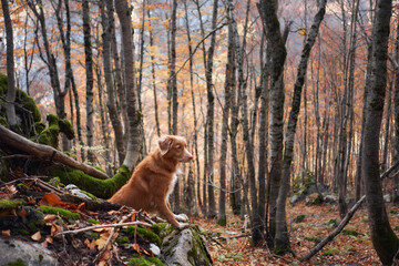 A Nova Scotia Duck Tolling Retriever sits on a rock surrounded by autumn trees in the forest. The...