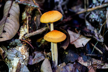 mushroom on the forest. Close-up of the mushroom. Close up of wild mushrooms. small mushrooms macro / nature forest