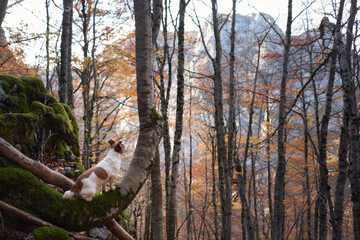 A Jack Russell Terrier stands alert on a rock in a dense forest with autumn foliage. The rugged terrain and quiet atmosphere highlight the adventurous nature of the terrier.