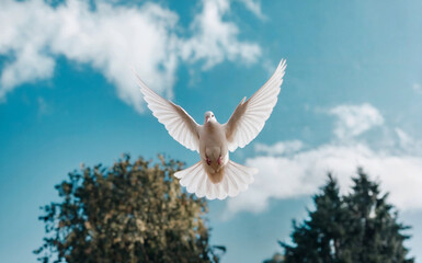 A white dove in mid-flight against a backdrop of a clear blue sky dotted with fluffy white clouds. The dove's wings are spread wide, showcasing its delicate feathers.