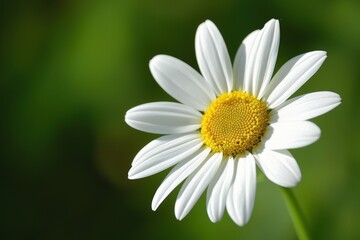 Obraz premium Bright white daisy blooming under golden sunlight in a lush green garden setting