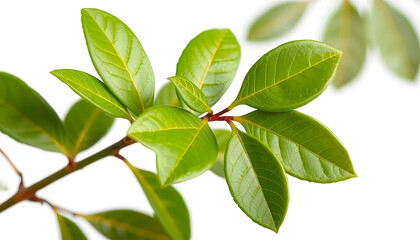Fresh green bay leaves, twig isolated on white, clipping isolated with white highlights, png
