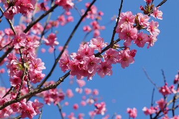 Fototapeta premium Pink blossoms flourish against a clear blue sky in springtime celebration of nature