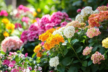 Obraz premium Vibrant garden blooms in a summer burst of colors during a sunny afternoon