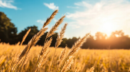 Fototapeta premium Golden grass sways gently in the warm light during sunset in a tranquil rural field