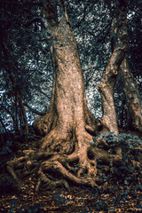 A tree that has roots which resemble a human face or figure