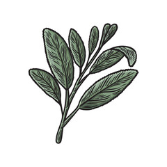 Sage in the style of a line drawing in color