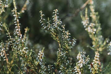 Heather with white flower buds at summer
