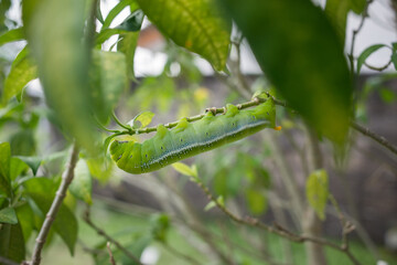 Caterpillar, Big green worm with white stripes on the side and dot there is a pattern near on the green leaf in the green garden background.