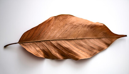 dry brown leaves, isolated white background