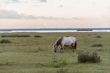 Semi-wild konik polski horse grazing at Engure Lake Nature Park, Latvia at summer © Julija