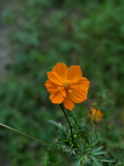 orange flower in the garden