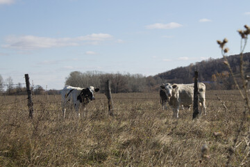 cows grazing in a field