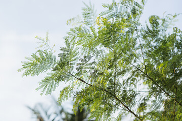 Green Leaves of Tropical Tree Against Blue Sky – Natural Plant Foliage Background