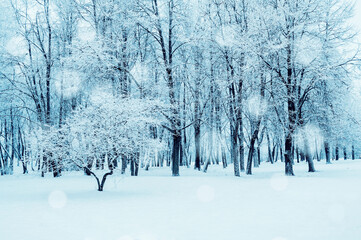 Winter forest landscape, winter forest trees under the snow, winter view of park covered with snow under the snowfall