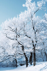 Winter landscape, forest winter trees covered with frost and snow in sunny day, winter forest landscape