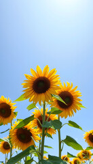 Obraz premium Full view of sunflowers under a clear blue sky isolated with white highlights, png