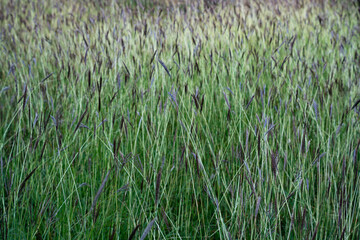 A grassy herbaceous plant Bothriochloa ischaemum in autumn, during the ripening period of the grain on the inflorescence. Background.