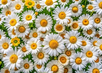 Fototapeta premium Stunning Daisy Flowers Wallpaper for Interior Decor and Wall Panels Mockup
