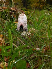 Dung mushroom growing in autumn in the grass.
