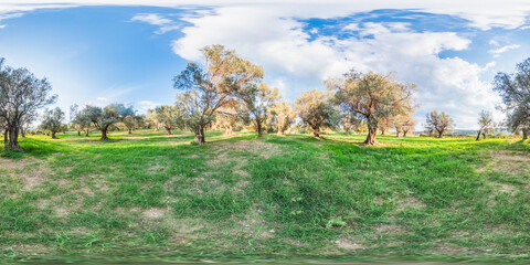 Olive Trees Over The Natural Grass Carpet 360 View