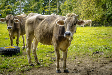 There are a couple of cows peacefully standing in a grassy field