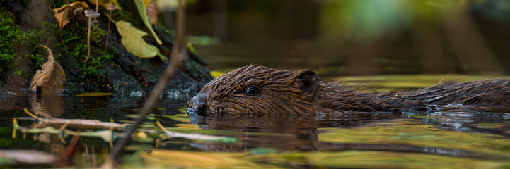 Eurasian beaver, Castor fiber. Beaver swimming in water on sunny autumn day.