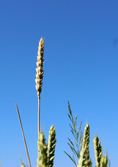 Ripe wheat spike in maturation process detailed vertical stock photo 
