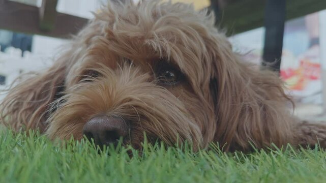 Adorable Cavapoo dog outdoors 
