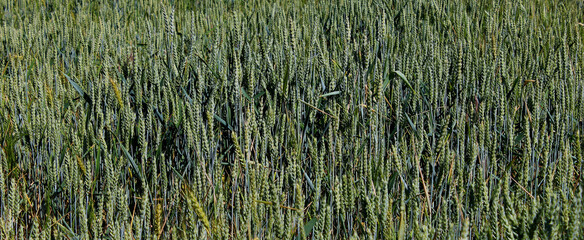 Texture of ripening wheat ears panoramic stock photo 