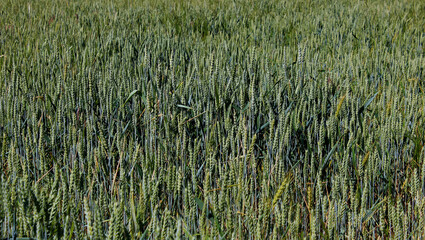 Pattern of green spikelets of wheat growing on an agricultural field
