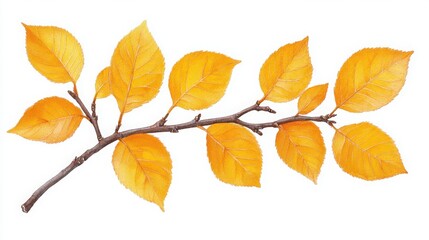 Bare Branches with Remaining Yellow Leaves in Fall