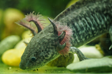 Detail of axolotl head in natural colors.
