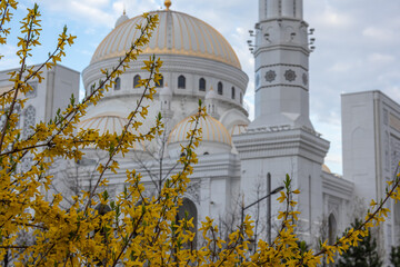 Yellow blooming forsythia on the background of a white mosque. View of the grand Mosque. There are...