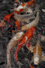 Colorful carpe Koi in Tokyo Japan