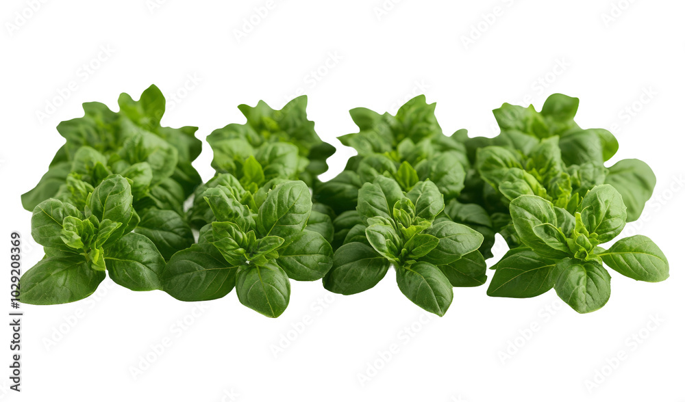 Wall mural Fresh green oregano leaves on transparent background