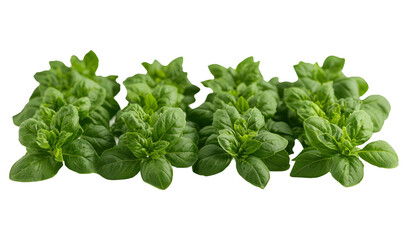 Fototapeta premium Fresh green oregano leaves on transparent background