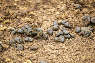 Fresh Animal Manure on Soil for Natural Fertilizer Use
