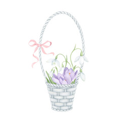 Wicker basket of purple crocuses and snowdrops with a pink ribbon. Delicate watercolor hand-drawn painting on a white background. Spring flower clipart for invitations, greetings, postcard design.