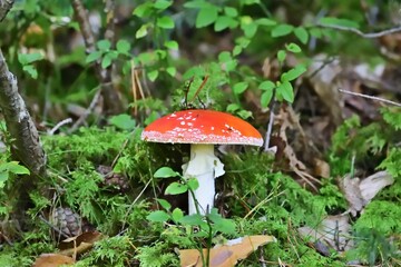 Fliegenpilz (Amanita muscaria) in Österreich,