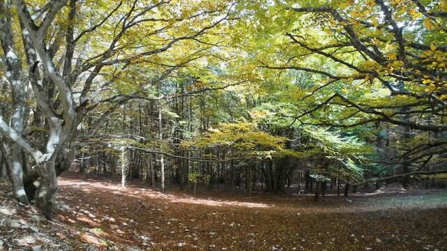 A beautiful forest of beech trees in the park of Monte Cucco, Umbria region, Italy