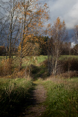 A grassy autumn path leading to the october forest line.