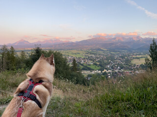 Sled Siberian husky dog admire of mountain view and sunset. Husky dog and mountain.