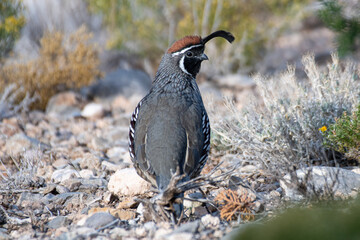 Gambels quail among the rocks