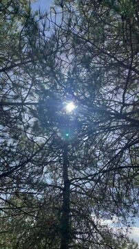 Video of the sun between the pines of a Mediterranean forest in vertical format.