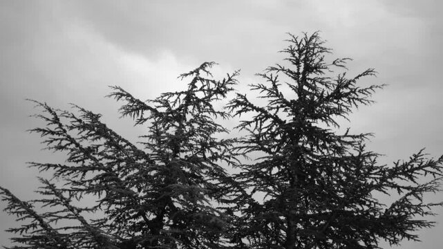Fir trees moving in the wind in black and white. Representation of a sad and cold day.