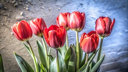Fototapeta premium Stunning Silhouette of Red Tulips on Black Background for Floral Art Lovers