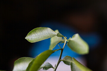 Young citrus tree sprout indoors. Green leaves.