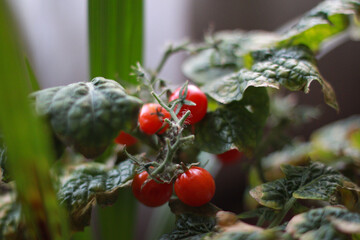 Small tomatoes grown at home in an apartment.